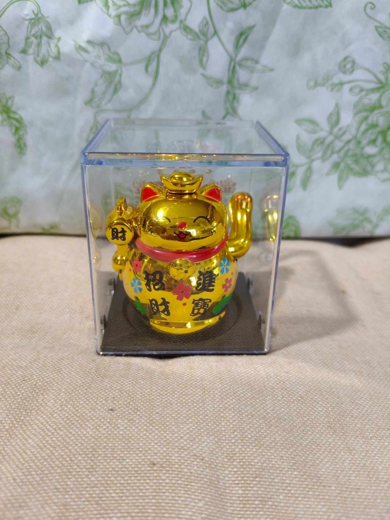 Gato abundancia 01142